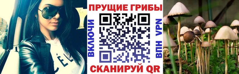 Псилоцибиновые грибы GOLDEN TEACHER  Сердобск 